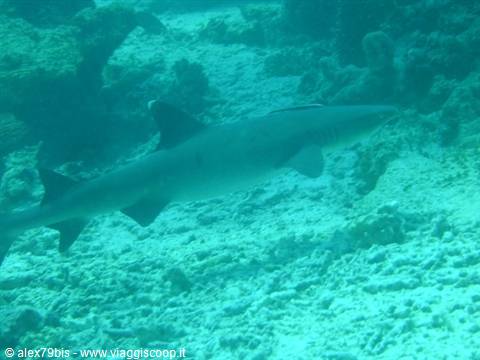 Whitetip reef shark swims over the coral seabed in turquoise water