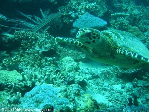 Hawksbill turtle swims among corals and sponges in shallow reef