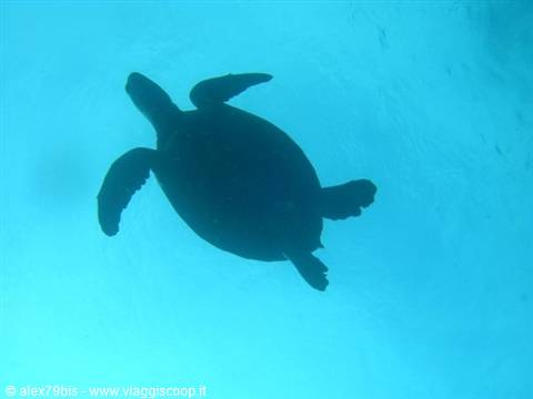 Sea turtle silhouetted against sunlight swimming underwater in blue ocean