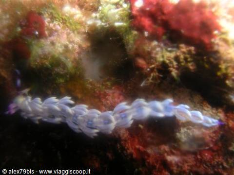 White and blue sea slug Pteraeolidia ianthina on encrusted rocky seabed