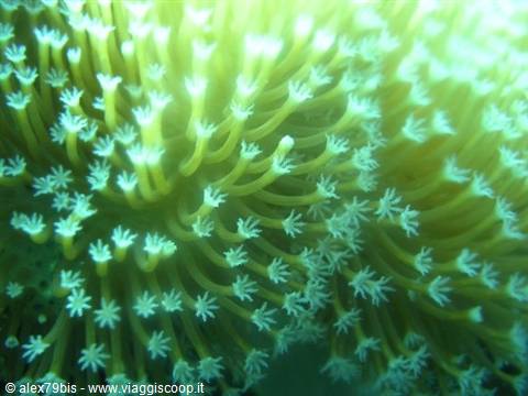 Coral polyps with open white tentacles under green underwater light