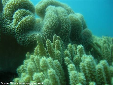 Green soft corals and branching coral colonies underwater on the reef