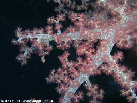 Pink soft coral with open polyps glowing under dive light in dark water