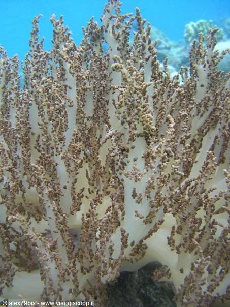 White soft coral with brown polyps, underwater dive in turquoise water