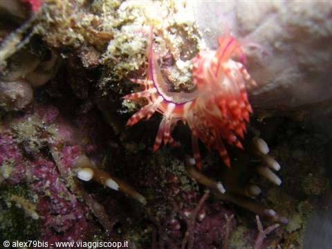 Red and white nudibranch crawling on encrusted coral in the Red Sea