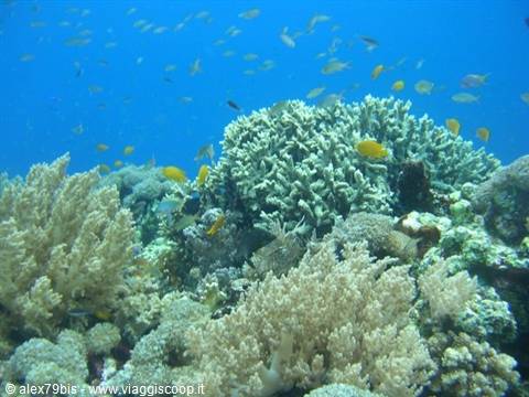 White corals and yellow fish beneath the blue surface