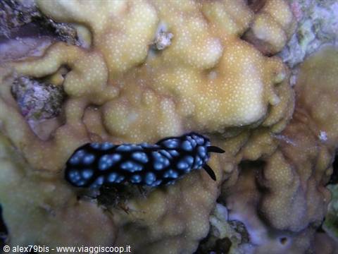Black and white nudibranch crawling on underwater coral
