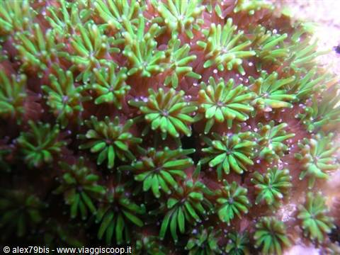 Green coral polyps open underwater, artificial light on the tentacles