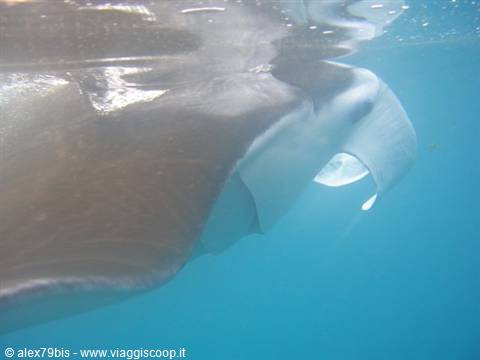 Manta ray swimming underwater near the surface, mouth open