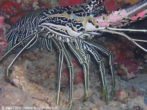 Spotted lobster crawling on colorful coral reef rocks underwater