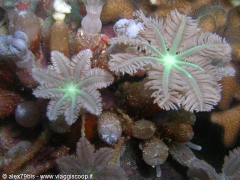 Pulsating soft coral with feathered polyps on the seabed