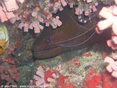 Brown moray eel hiding among pink and red corals while diving