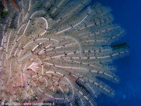 Feather star with plumy arms spreads open in the deep blue ocean