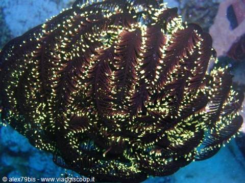 Brown feather star with yellow dots, feathery arms spread in blue water