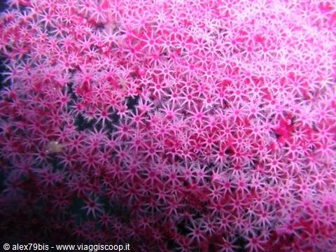 Pink soft coral polyps open underwater, light filtering from above