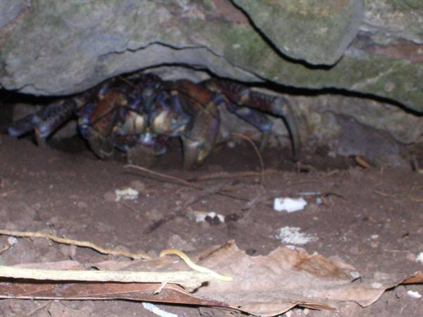Coconut crab hiding under a rock, dry leaves on the ground