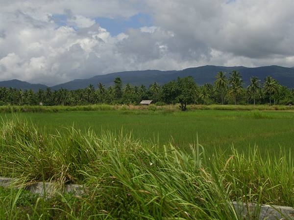 Green rice field with palms, small hut and mountains under clouds