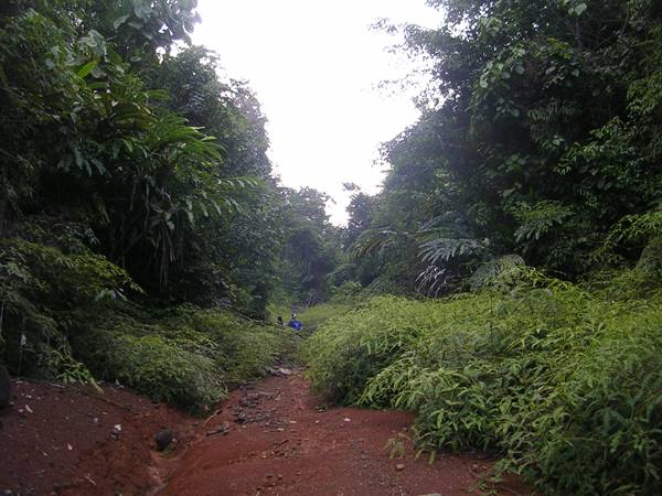 Red dirt path through dense tropical vegetation, two people walking in the distance