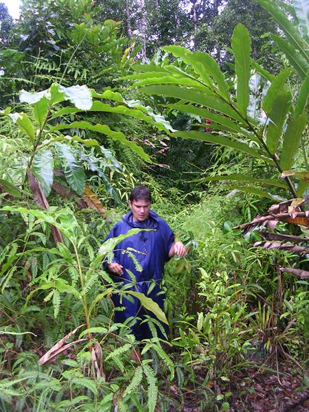 this is the tropical forest!!
