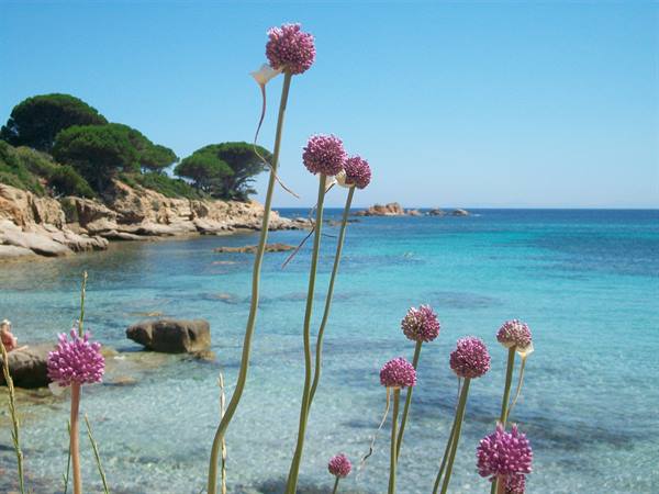 palombaggia south