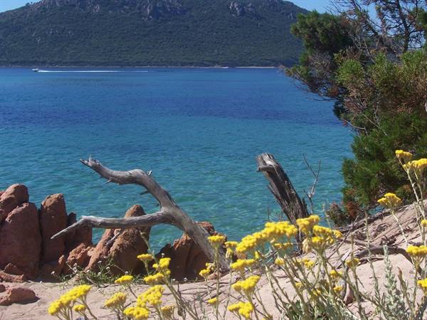 Yellow flowers, driftwood and red rocks by turquoise sea, green mountain behind