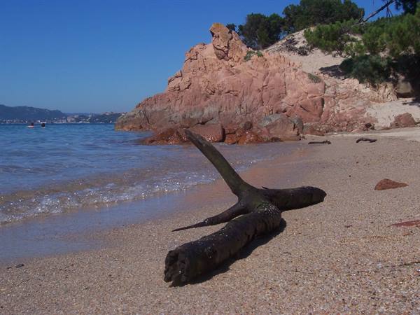 Beached driftwood trunk on sand in front of red granite cliffs and pines