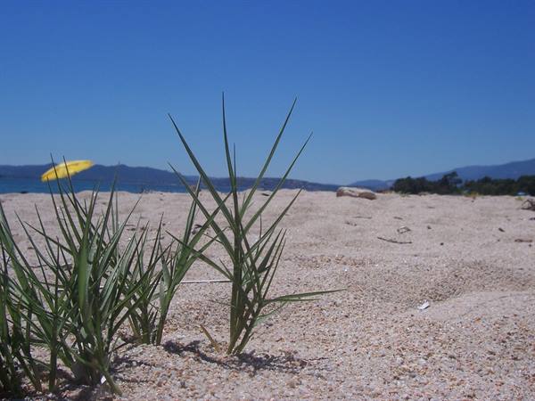 Green grass on sand, yellow umbrella and sea in the background