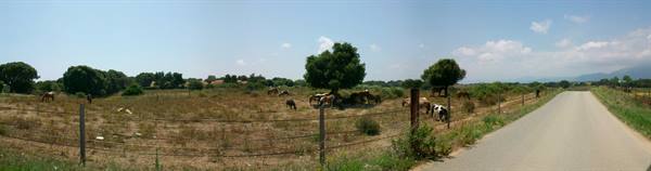 near Linguizzetta, on the road back to Bastia