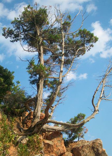 Pine on the cliff of San Benedettu