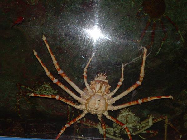 Giant spider crab with long banded legs inside an aquarium tank