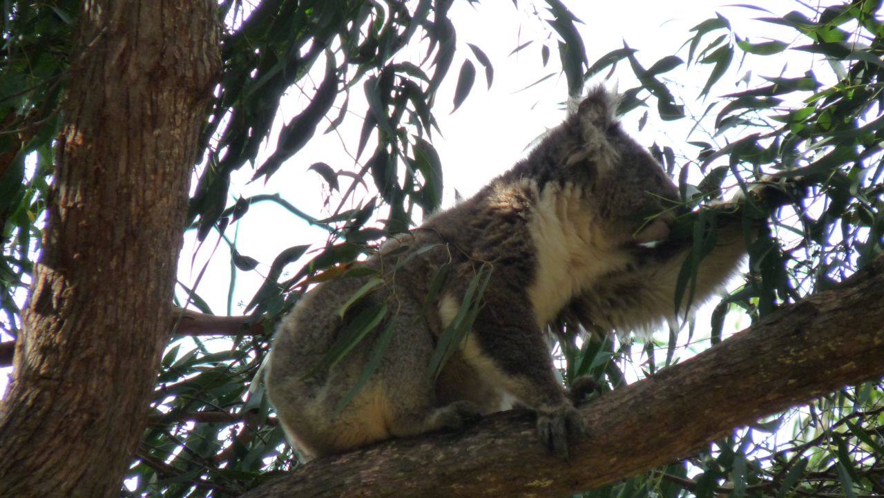 Wild Koala