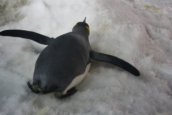 Antarctic penguins