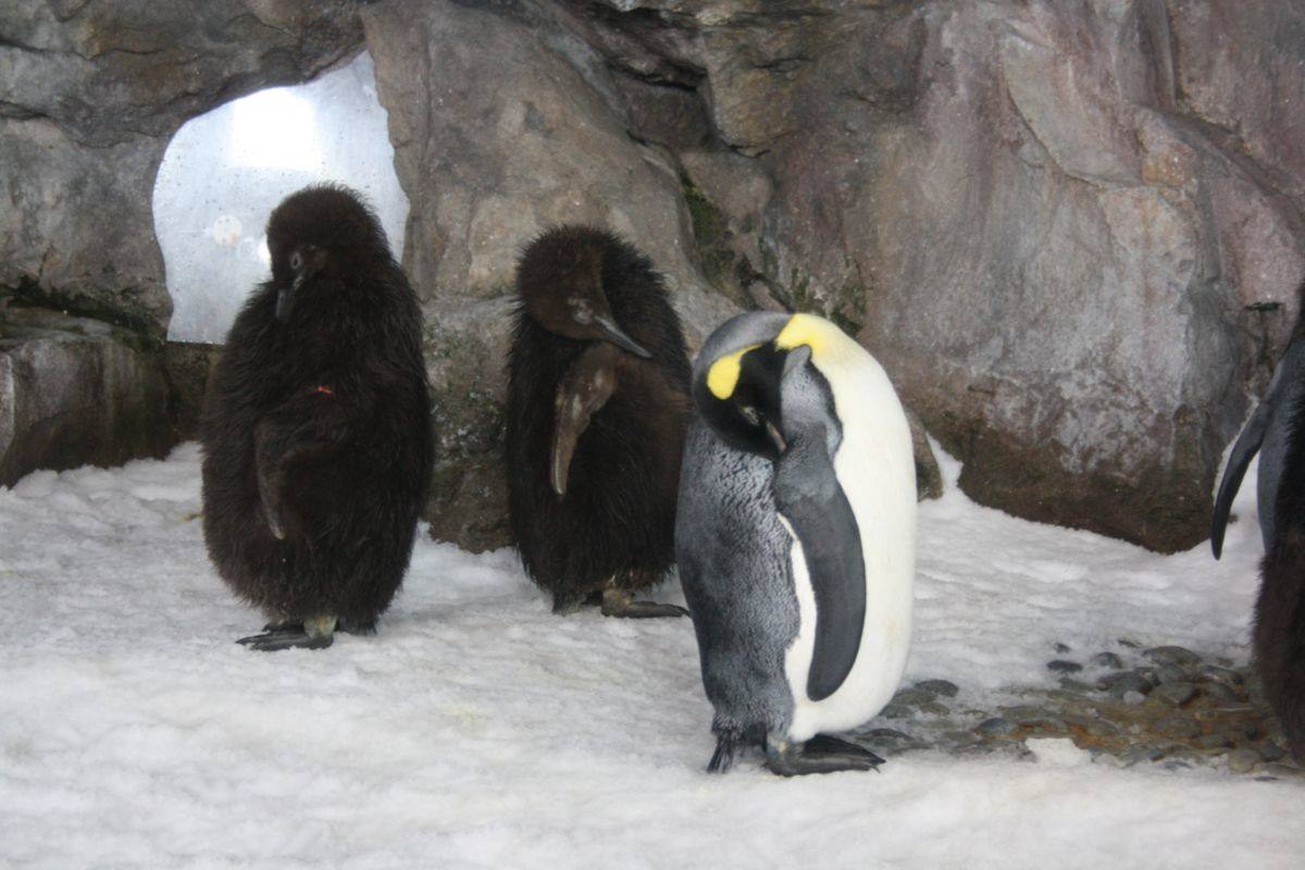 Sleeping penguin