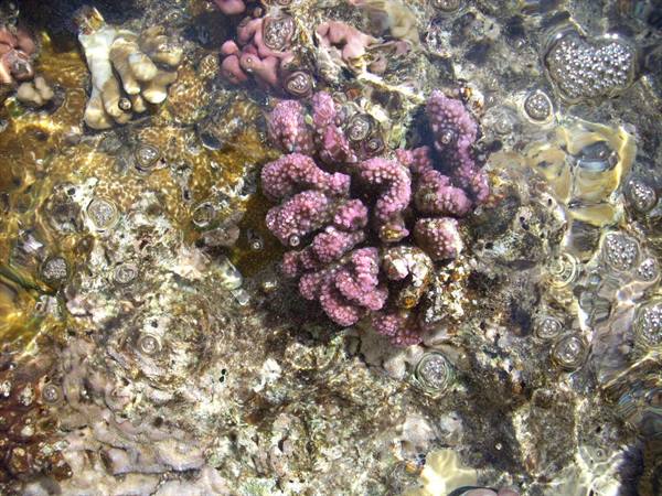 The Corals