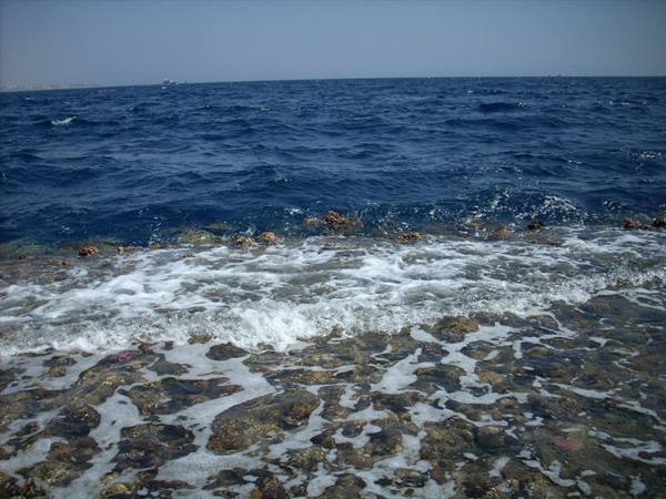 The coral reef