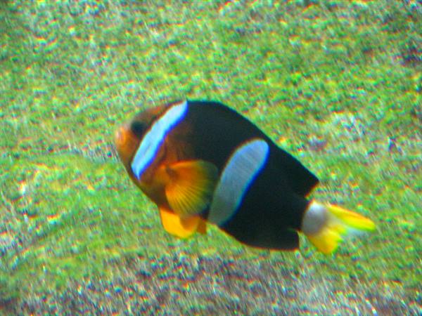 Aquarium