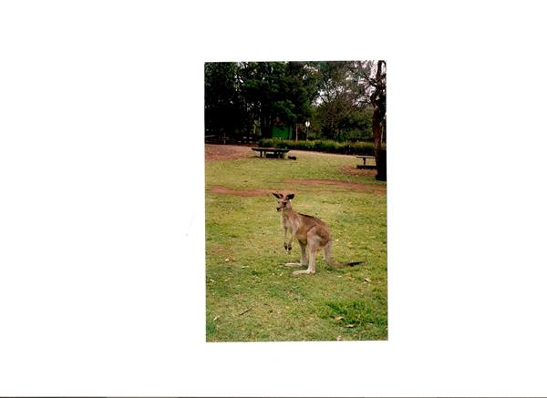 Kangaroo