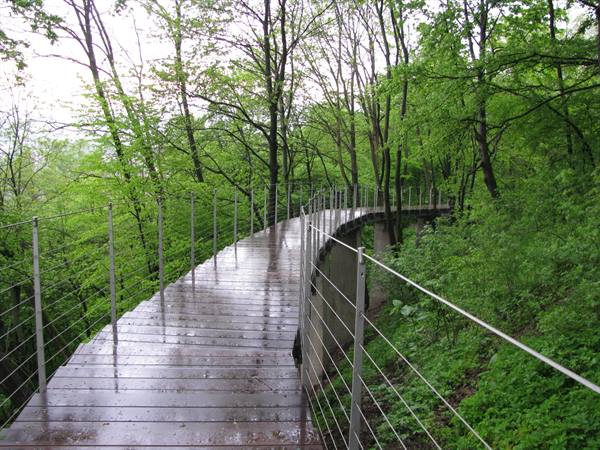 Rain-soaked wooden walkway winding among green trees with metal cable railings