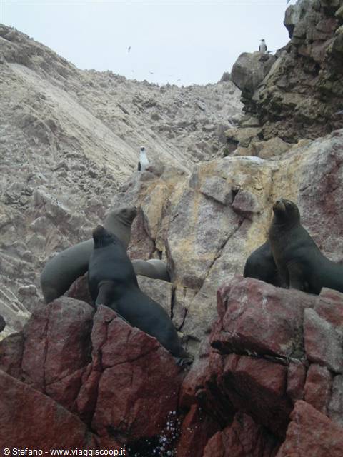 Islas Ballestas - Sea lions