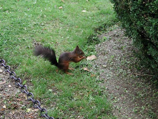 Red squirrel eating a nut on grass near an iron chain