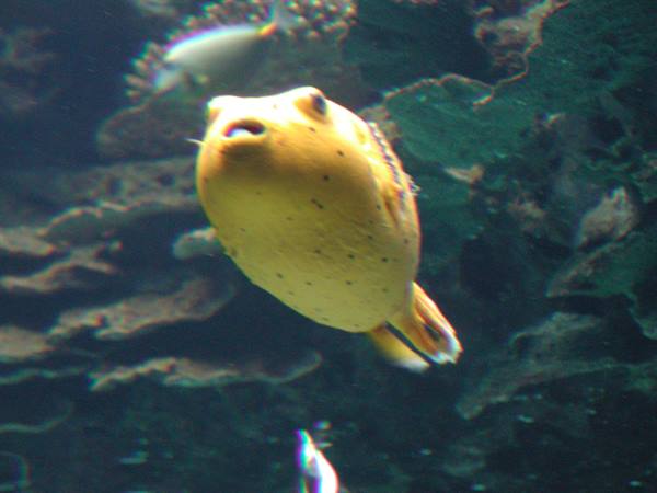 Yellow spotted pufferfish swims in a dark aquarium tank among rocks