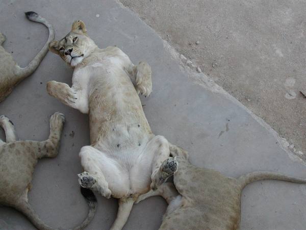 Lioness lying on her back on concrete, seen from above