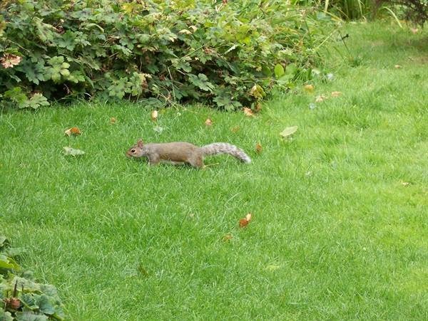 Grey squirrel running on green grass among bushes in a park