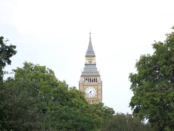 Big Ben emerging above green treetops, white clock face, grey sky