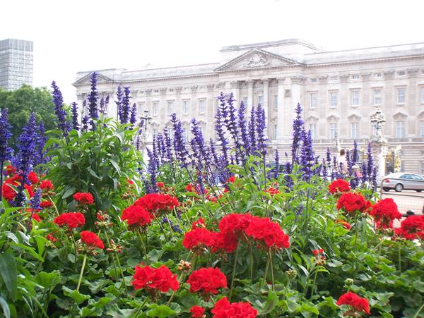 Red geraniums and blue salvia in front of Buckingham Palace, London