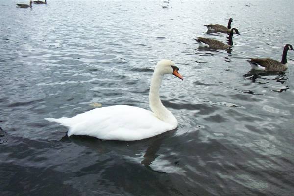 White swan swims on grey water, Canada geese behind