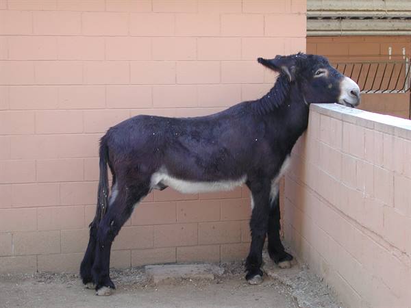 Black donkey resting its head on a pink brick wall in a pen