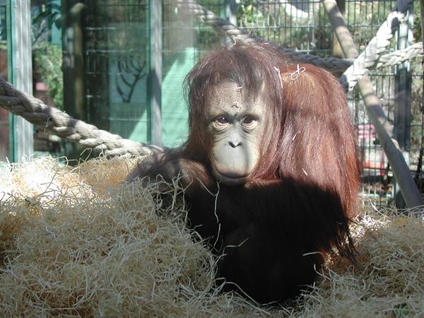 Orangutan resting on straw in enclosure with ropes, direct sunlight