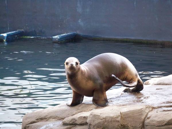 A brown sea lion stands on a rock beside the water