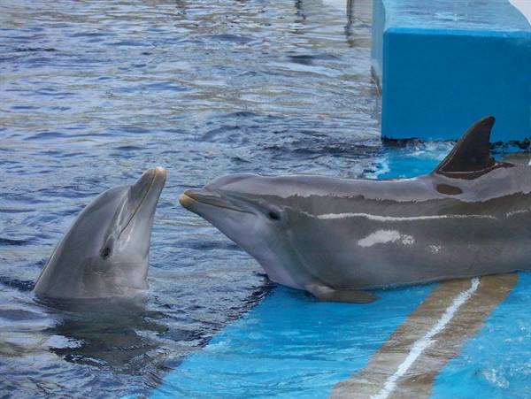 Two dolphins touch snouts near the blue platform of the pool